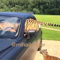 حیوون خونگی فقط ایشون!