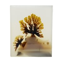 نگین عقیق شجر قائن با منظره چند درخت بسیار زیبا کد N97