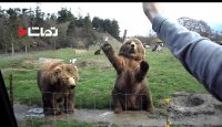 دست تکون دادن خرس ها برای غذا