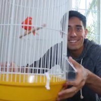 خلاقیت زچ کینگ - قفس پرنده