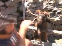 نتیجه صحبت منطقی با یک بز !