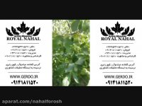 خرید گردو پیوندی و خرید نهال گردو ژنوتیپ برتر 09141811520