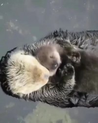 صدا گذاری خنده دار من میخوام همیشه کوچولو بمونم😣