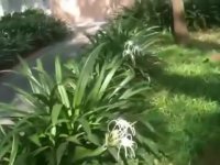 پاک سنگاپور و کشور سبز