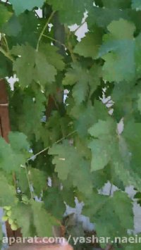 انگور رد گلوب سال دوم کشت در نهالستان اروم نهال 09120454526