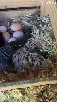 ویدیوی پربازدید روز : مار زیر تخم مرغ ها !