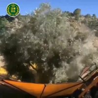 برداشت مکانیزه زیتون