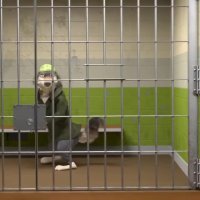 خلاقیت زچ کینگ - فرار از زندان