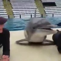 کلیپ باحال و بامزه برای وضعیت واتساپ