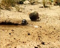 دانلود انیمیشن زندگی خصوصی حشرات 2006 - قسمت 15 - نبرد سوسک های مدفوع جمع کن