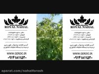 نهال گردو چندلر پیوندی-چندلر-پیوندی-نهال 09141811520