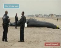 جسد نهنگ گوژپشت در نیویورک