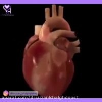 انیمیشنی درباره چگونگی باز و بسته شدن دریچه قلب