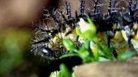 Caterpillar Closeup