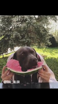 صداگذاری خنده دار گیلانی حتما ببینید (توسط یاسین بابایی)