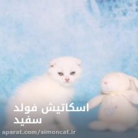خرید گربه اسکاتیش