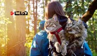 سفر ماجراجویانه با گربه ها