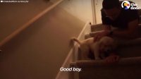 Puppy Tries Stairs For First Time With Help From Dad | The Dodo