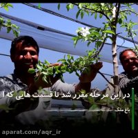 احیای تنفس شهر