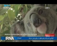 کوالایی با دو رنگ چشم متفاوت درباغ وحش استرالیا