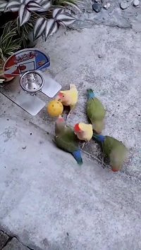 زبل ها دنیای انیمیشن