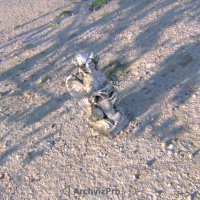 گریفین انیمیشن رئال