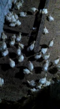 بوقلمون 10 روزه