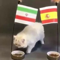گربه پیشگوی جام جهانی 2018!