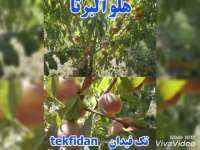 ارقام نهال هلو نهالستان تک فیدان 09144811631