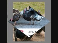 تخم نطفه دار بوقلمون برنز شرکت آسیا طیور