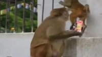 علاقه شدید میمون ها به آب پرتقال!