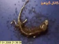 خوردن  شدن مارمولک توسط مورچه