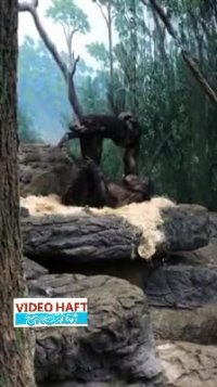 بازی آشنای یک شامپانزه‌ با بچه‌اش