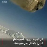 قطب شمال از دید یک خرس قطبی چه شکلی است؟