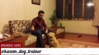 Kazemdogtrainer مربی و رفتارشناس سگ ـ رفع ناهنجاری سگها  اموزش و تربیت سگ اموزش به صاحبین سگها(اموزش فرامین اولیه به سگ هفت ساله)
