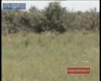 هجوم ملخ‌ها به سیستان