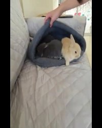 خرگوش های بامزه و دوست داشتنی