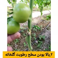 بیماری کپک خاکستری در گوجه فرنگی گلخانه ای
