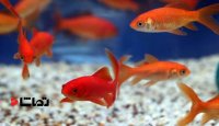 دنیای ماهی های قرمز در کف اقیانوس