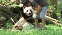 کلیپ دیدنی خرس باندا و پرستارش