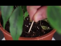 خلال دندان و راهکارهای استفاده از آن