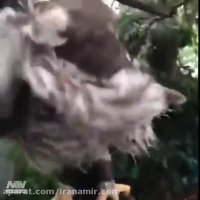 فک کنم دراه پر تکونی میکنه:))#جغد