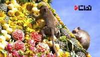 جشن میمونها در تایلند
