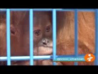 بچه اورانگوتان ها به باغ وحش وارد شدند
