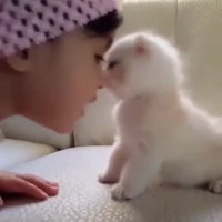 بچه گربه شیرین