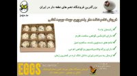 فروش تخم نطفه دار تازه و با کیفیت بلدرچین