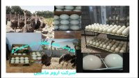 فروش تخم نطفه دارشترمرغ