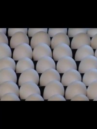 تولید تخم مرغ نطفه دار نژاد های لاین