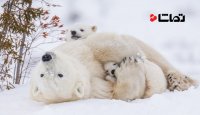 اولین قدم‌ های توله خرس های قطبی روی برف