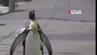 این پنگوئن هر روز صبح با یک کوله پشتی ماهی بر می گرده